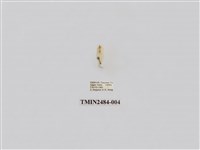 藏品(單點昏黃小苔蛾)的圖片